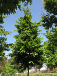 Autumn Treasure Ironwood
