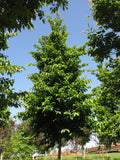 Autumn Treasure Ironwood