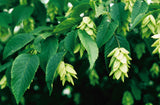 Autumn Treasure Ironwood