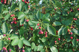 Serviceberry 'Autumn Brilliance' (Single Stem)