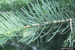 White Fir
