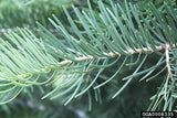 White Fir
