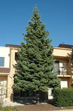 White Fir